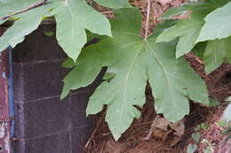 Image of tetrapanax