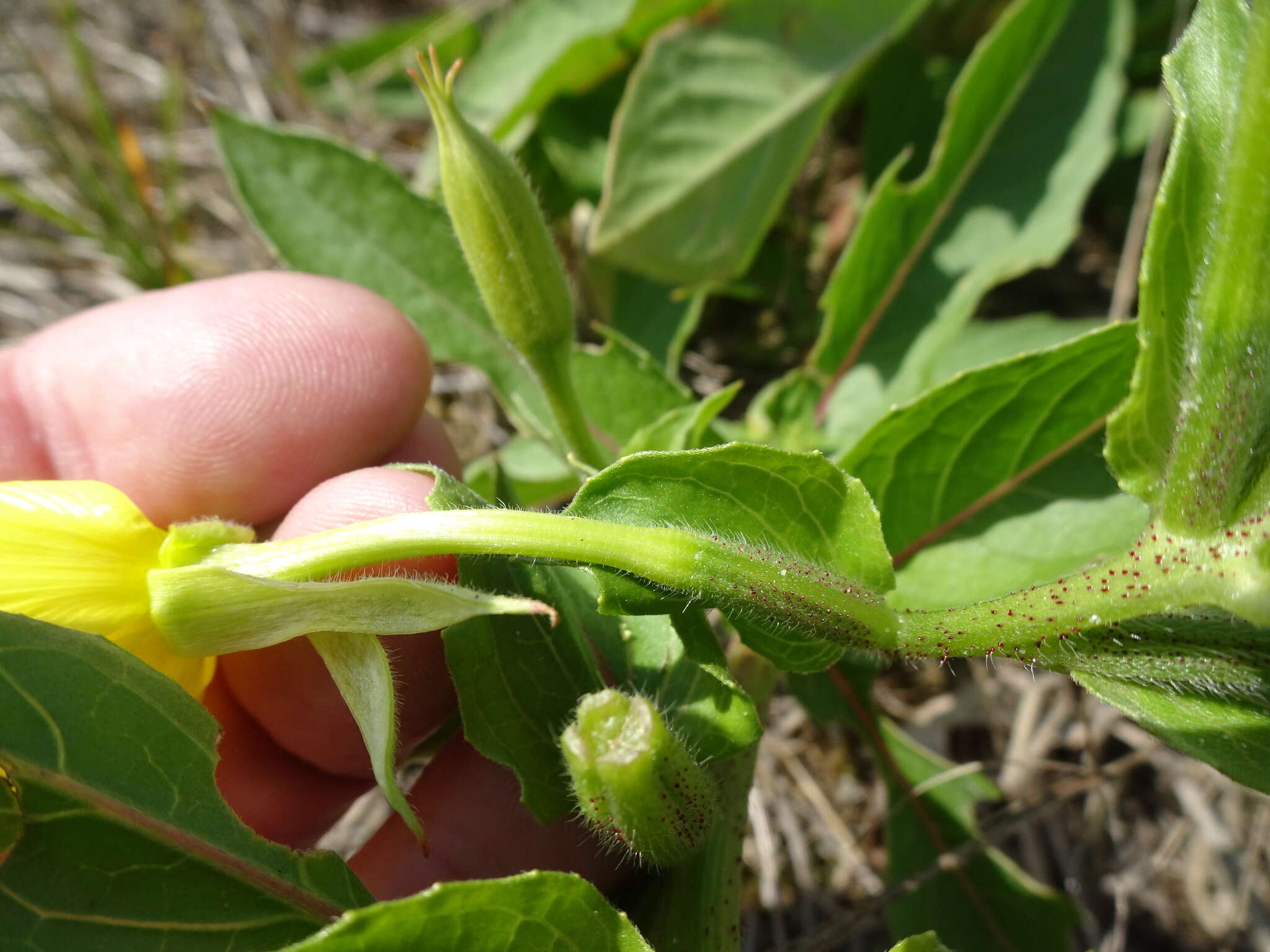 Plancia ëd Oenothera cambrica K. Rostanski