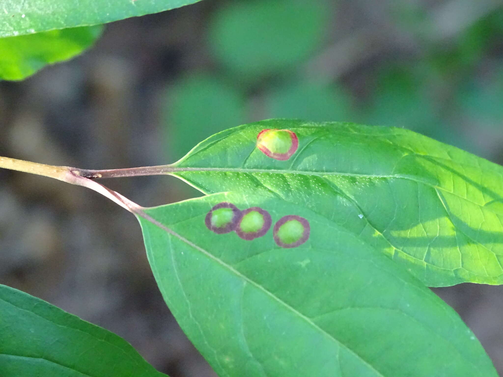 صورة Parallelodiplosis subtruncata (Felt 1907)