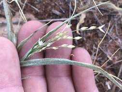 Image of Mexican panicgrass