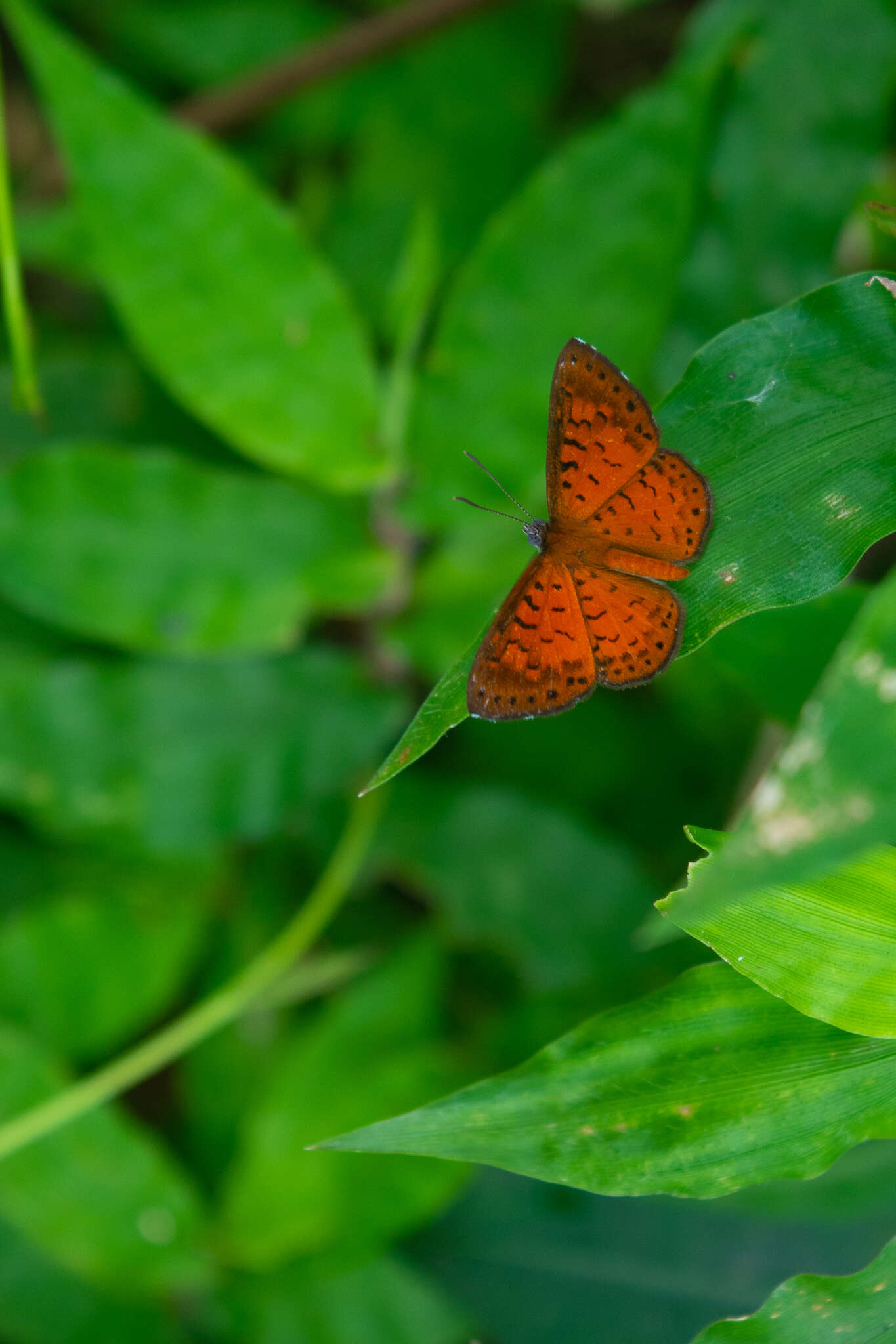 Image of Parvospila lucianus