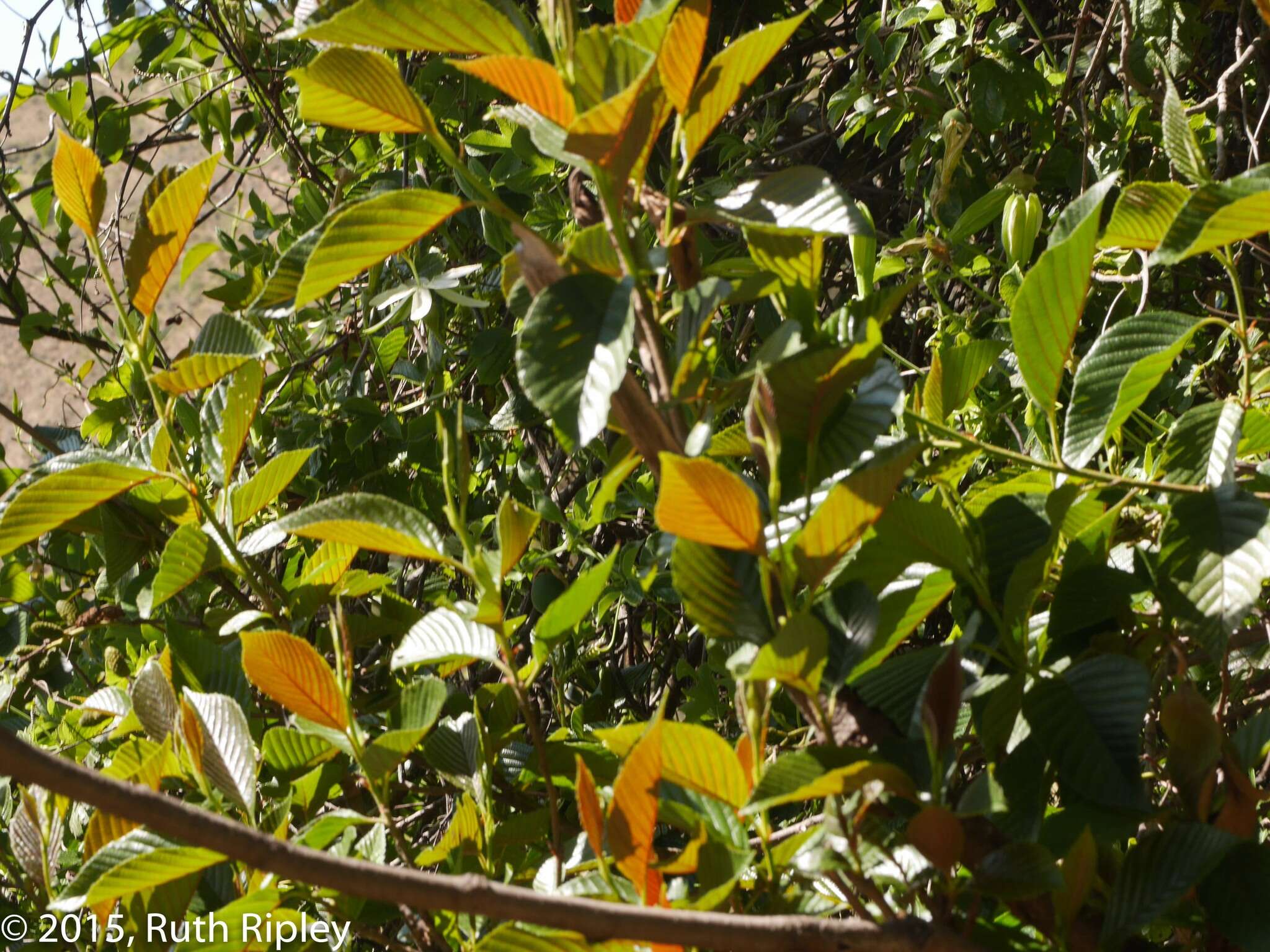 Image of Andean Alder