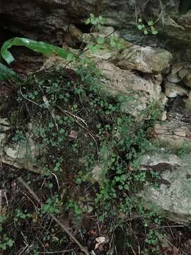 Image of Clematis foetida Raoul