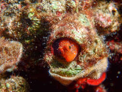 Image of Red Blenny