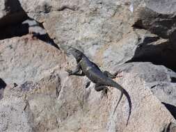 Image of Hunsaker's Spiny Lizard