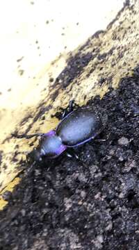 Image of Violet Ground Beetle