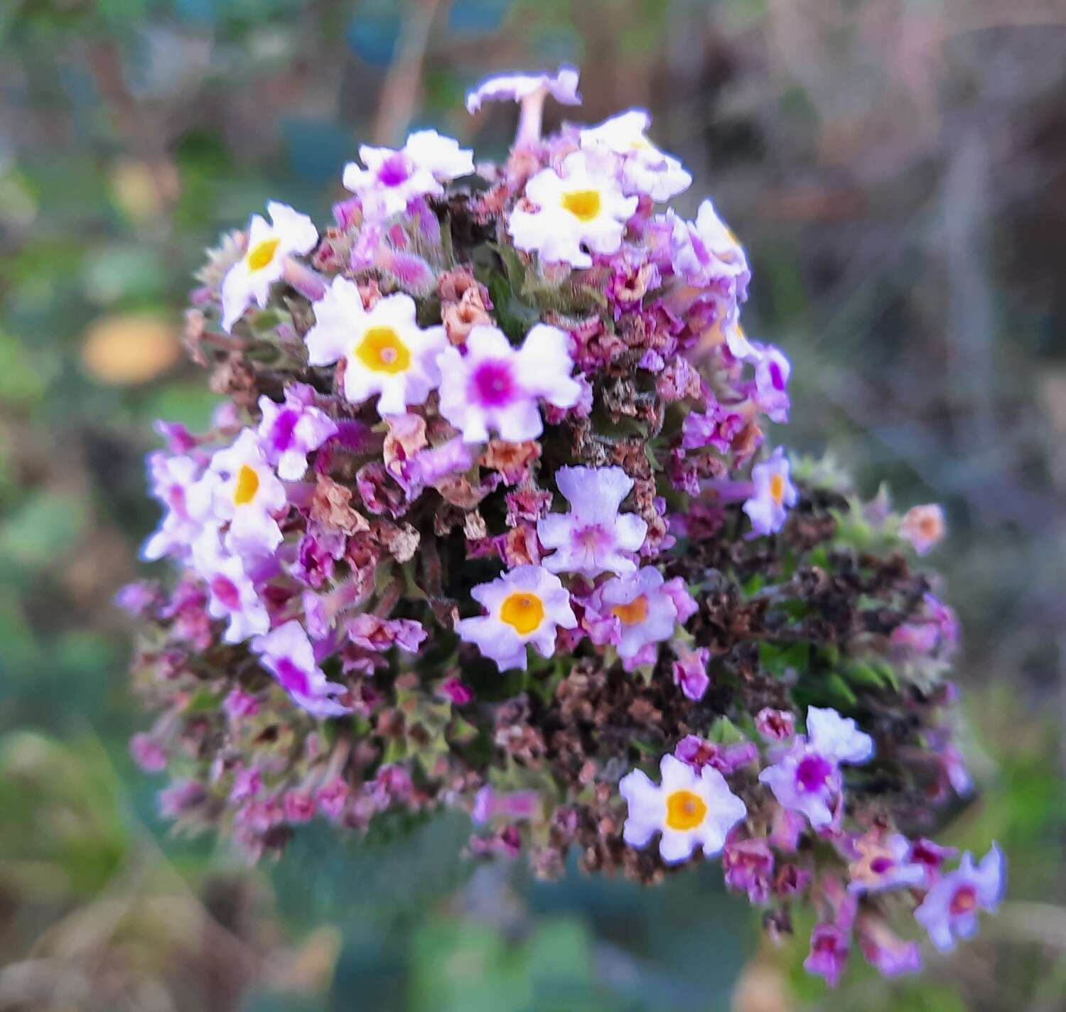 Image of Lippia rotundifolia Cham.