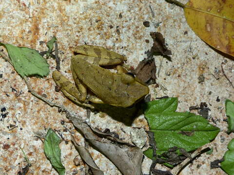 Image of Common Tree Frog