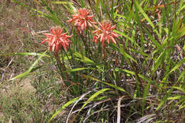 Plancia ëd Aloe micracantha Haw.