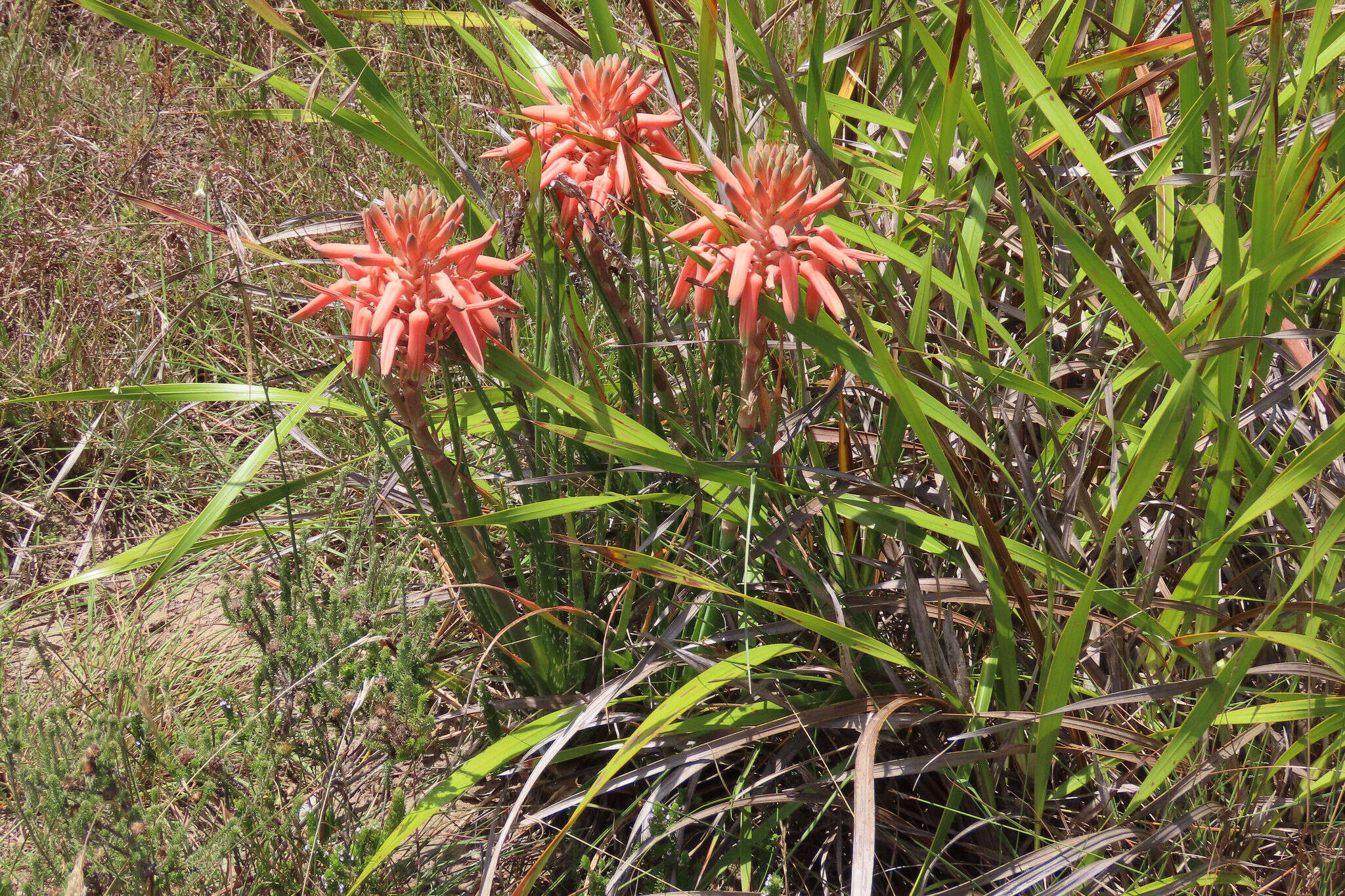 Plancia ëd Aloe micracantha Haw.