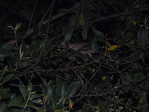 Image of Javan Slow Loris