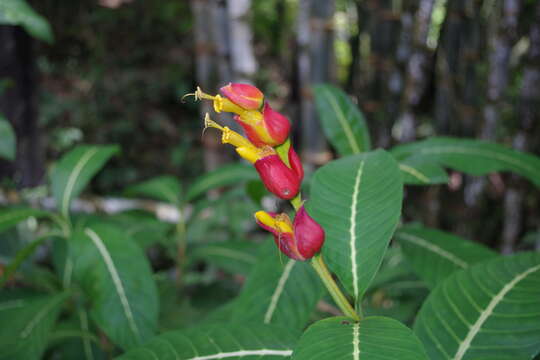 Image of Sanchezia oblonga Ruiz & Pav.