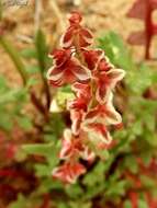 Rumex pictus Forsskál的圖片