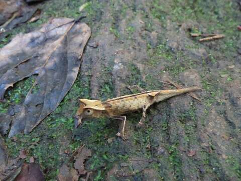 Brookesia griveaudi Brygoo, Blanc & Domergue 1974的圖片