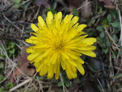 Image of Taraxacum mongolicum Hand.-Mazz.