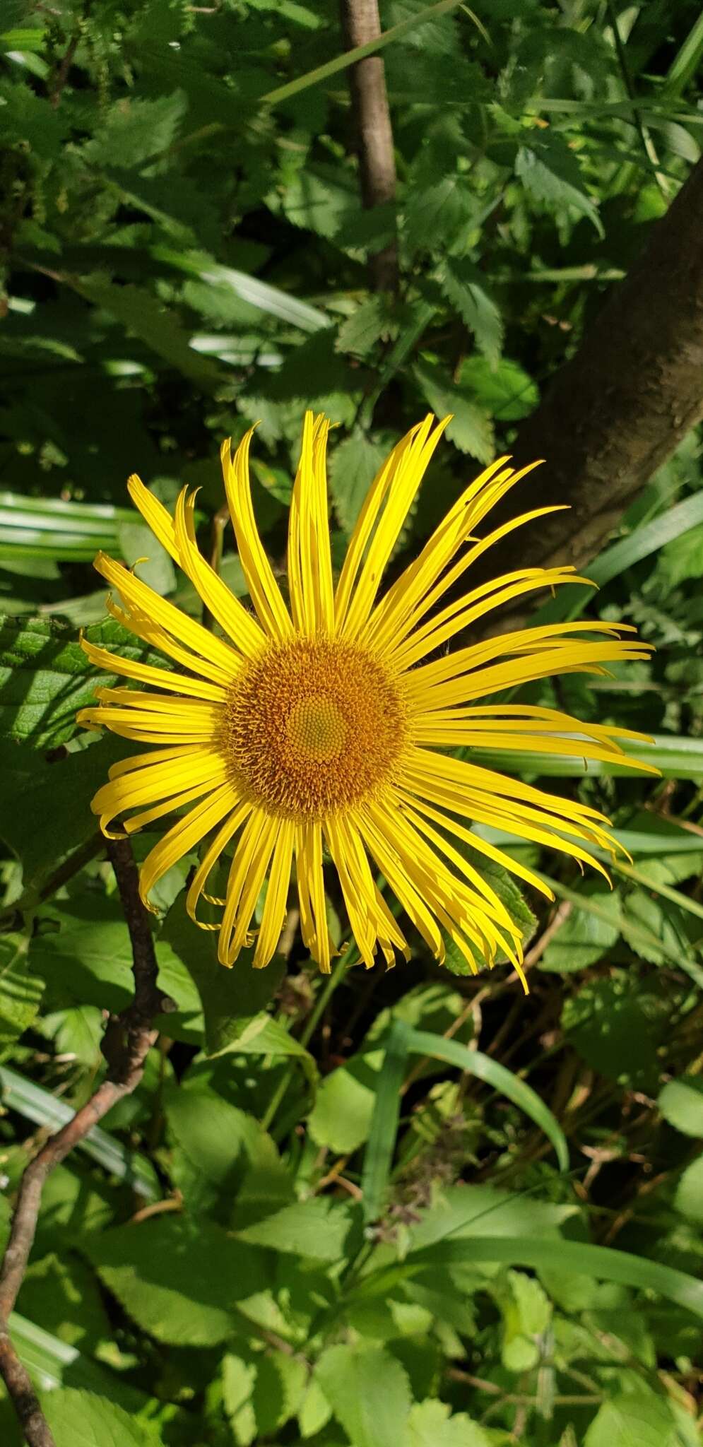 Image of Hooker's inula