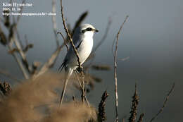 Слика од Lanius sphenocercus Cabanis 1873