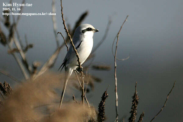 Image of Chinese Grey Shrike