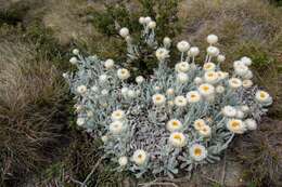 Image of Leucochrysum alpinum (F. Müll.) R. J. Dennis & N. G. Walsh