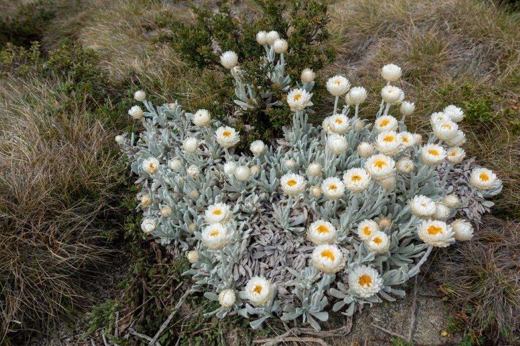 Слика од Leucochrysum alpinum (F. Müll.) R. J. Dennis & N. G. Walsh