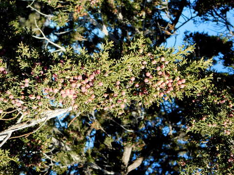 Image of Arizona Juniper