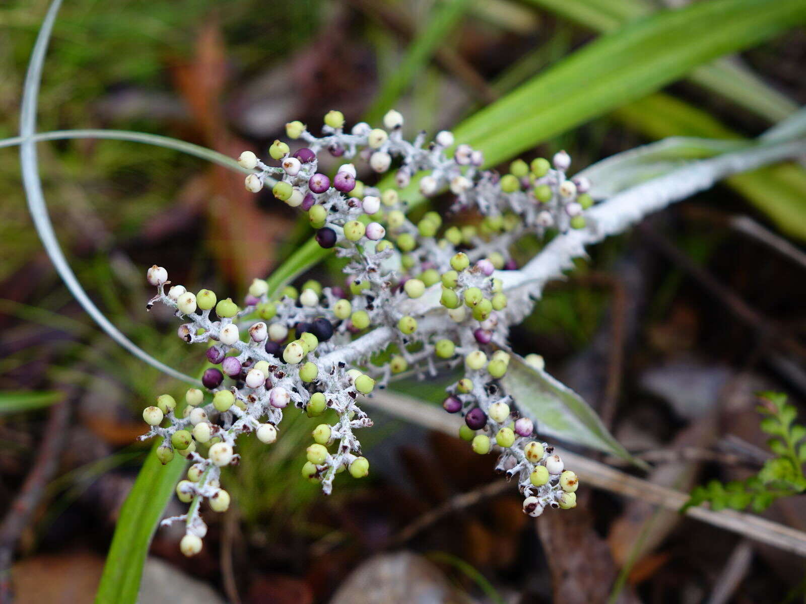 Astelia banksii A. Cunn.的圖片