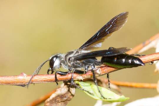 Image of Sphex fumipennis F. Smith 1856