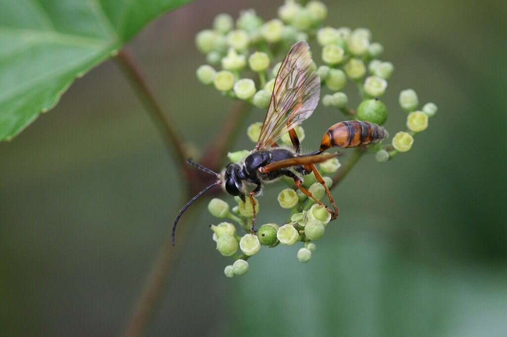 صورة Isodontia elegans (F. Smith 1856)