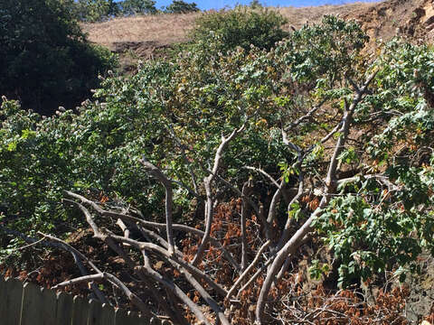 Imagem de Aesculus californica (Spach) Nutt.