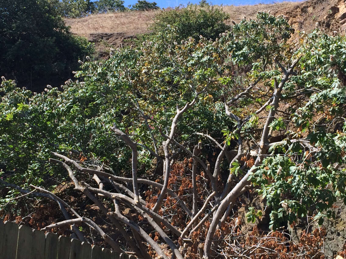 Image of California buckeye