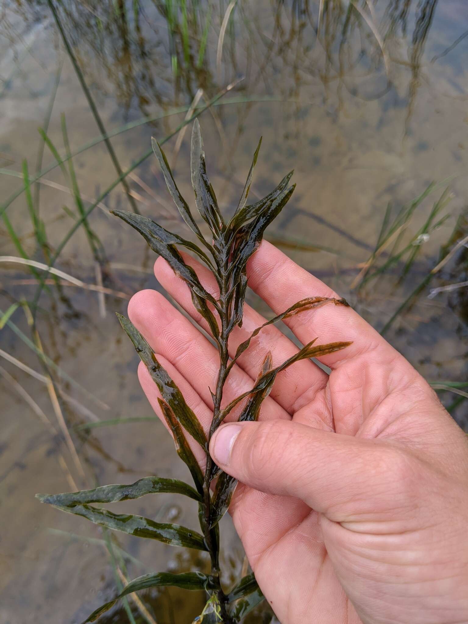 Image of Robbins' pondweed