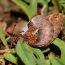 Plancia ëd Boloria frigga sagata (W. Barnes & Benjamin 1923)