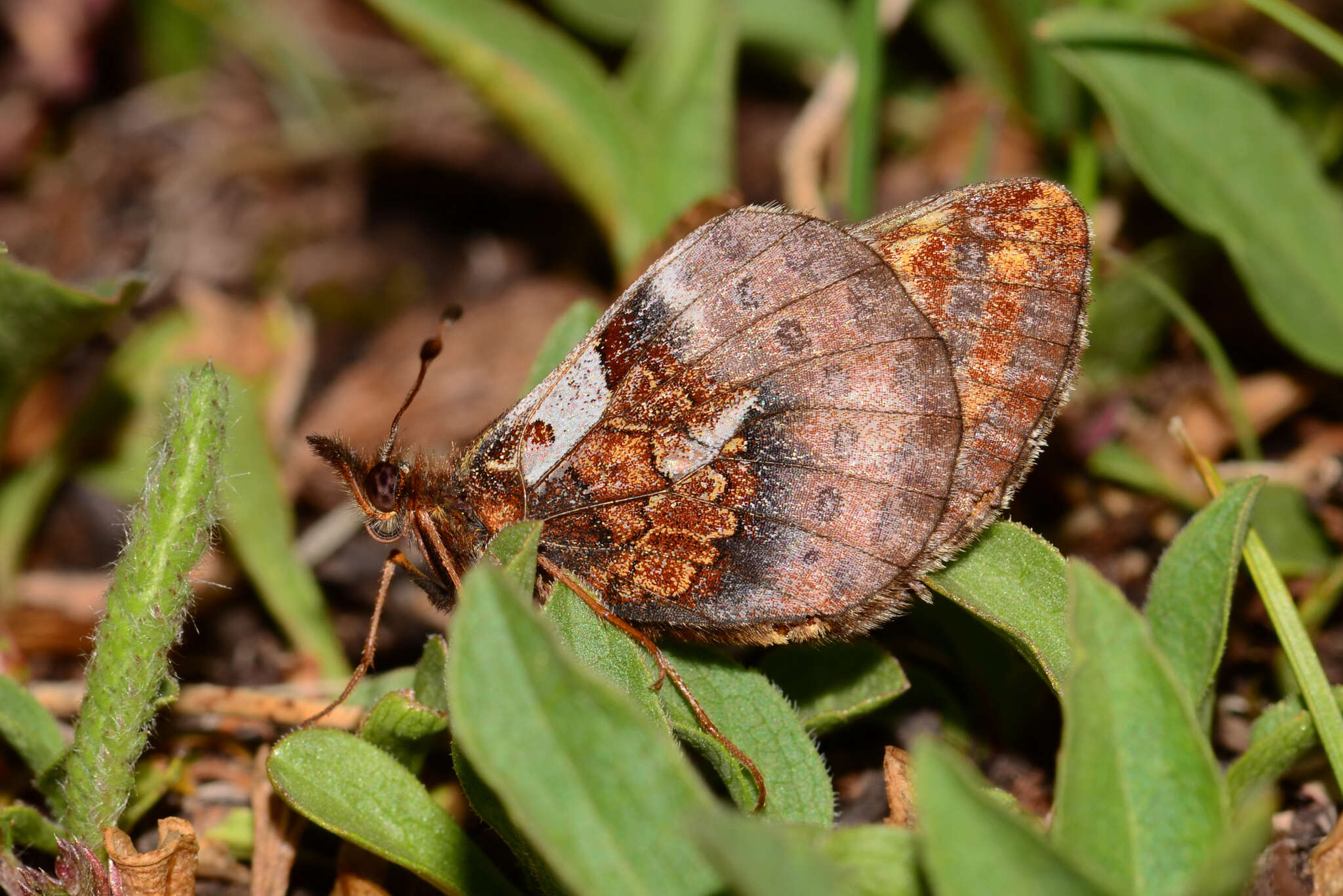 Plancia ëd Boloria frigga sagata (W. Barnes & Benjamin 1923)