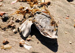 Image of Narrownose Smoothhound