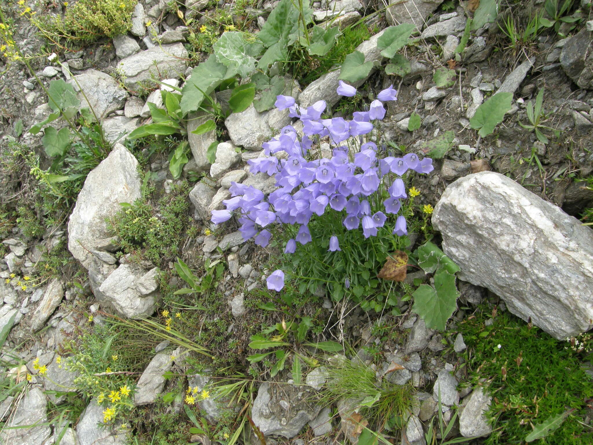 Image of Campanula cochleariifolia Lam.