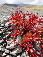 Image of Epilobium porphyrium G. Simpson