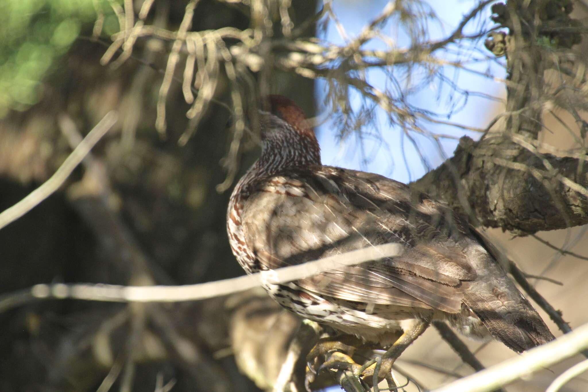 Image of Erckel's Francolin