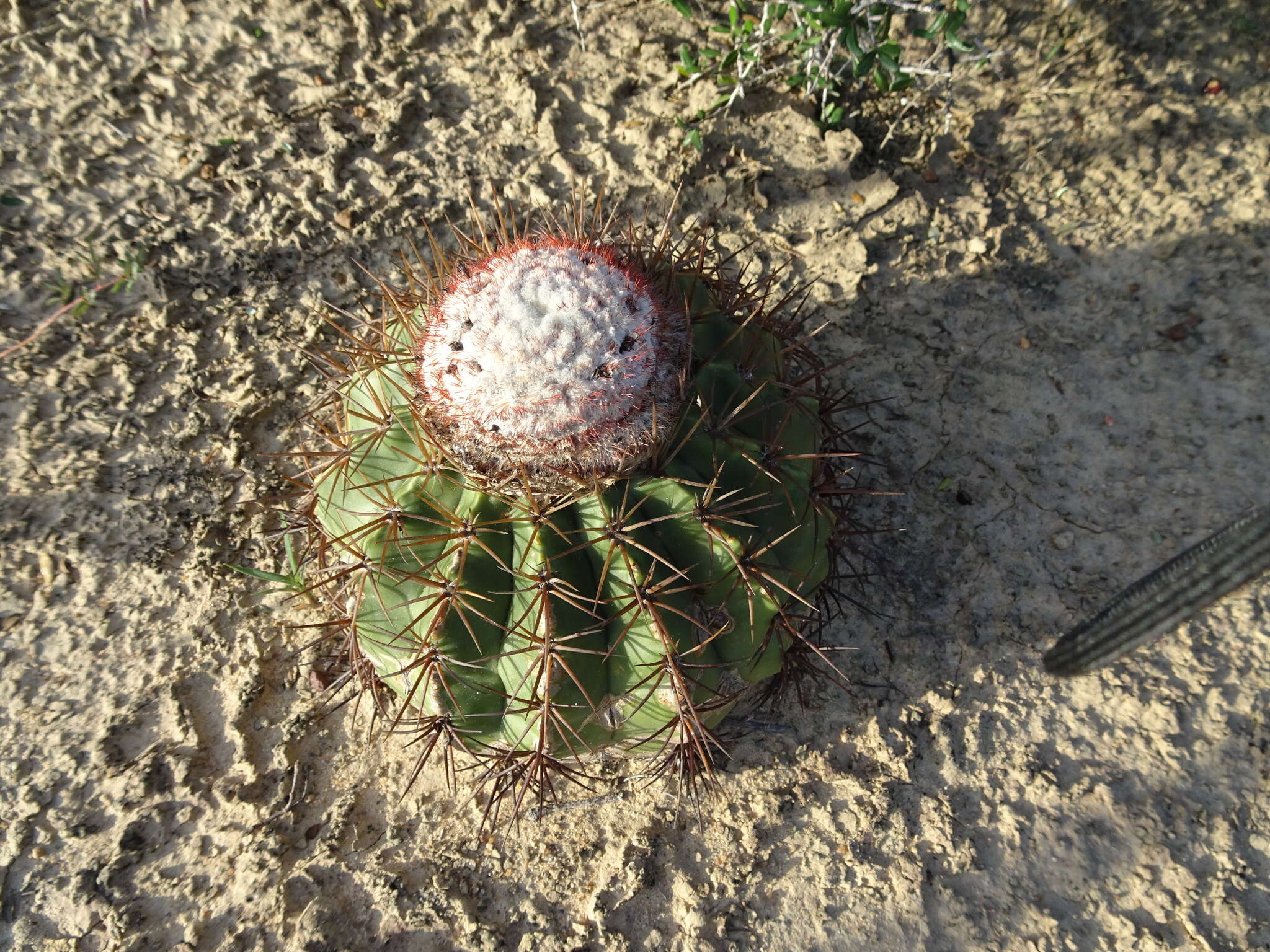 Melocactus curvispinus subsp. caesius (H. L. Wendl.) N. P. Taylor resmi