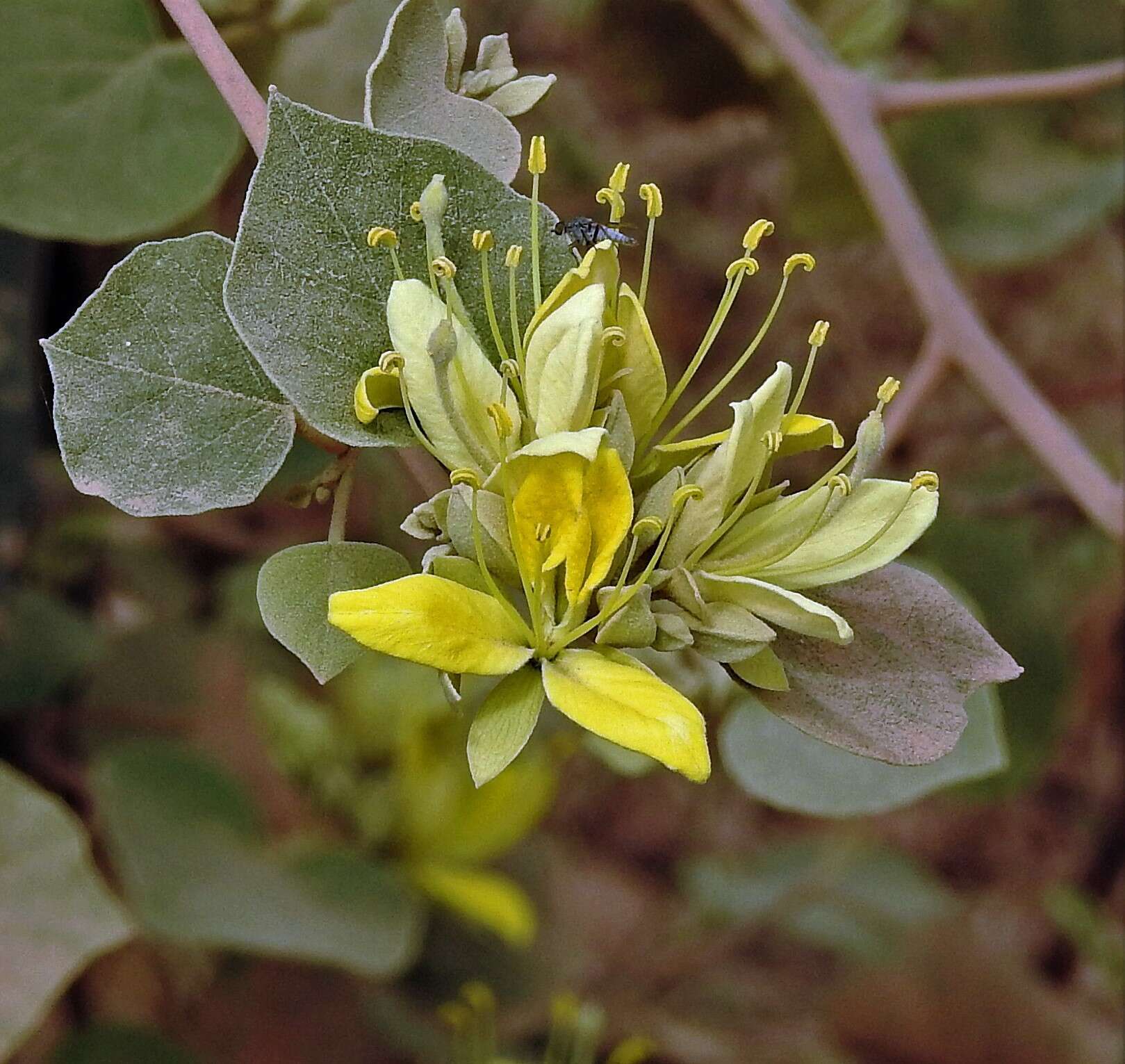 Image of <i>Capparicordis tweedieana</i>