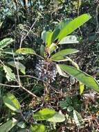 Image of Daphniphyllum calycinum Benth.