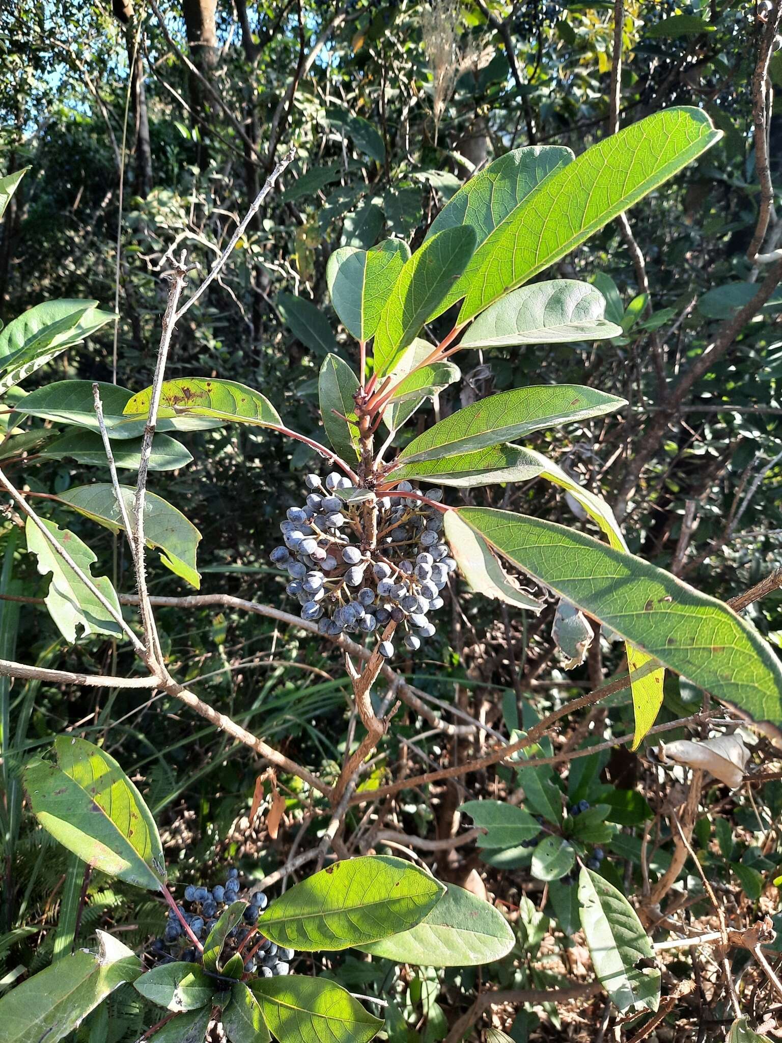 Image de Daphniphyllum calycinum Benth.