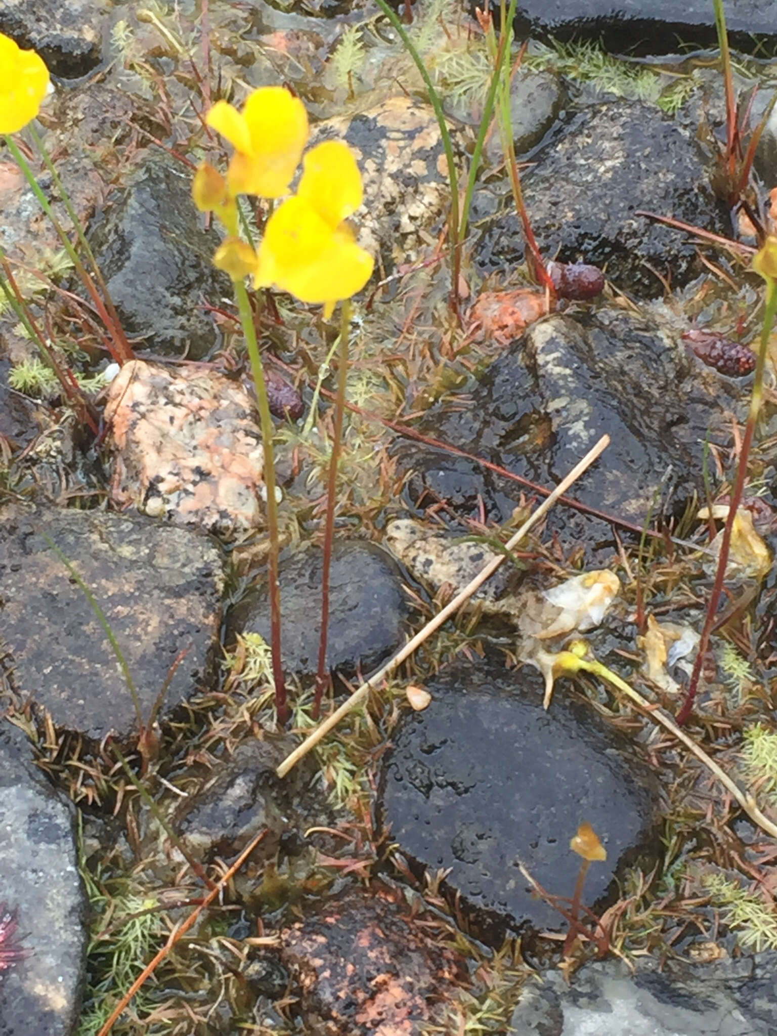 Plancia ëd Utricularia cornuta Michx.