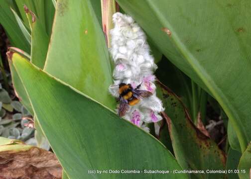 Image of Andean Gardener Bumble Bee