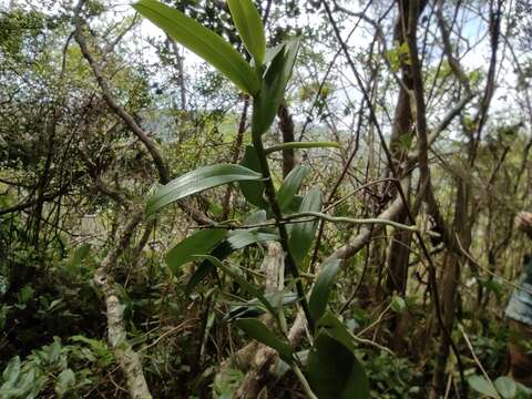 Cryptopus elatus (Thouars) Lindl.的圖片