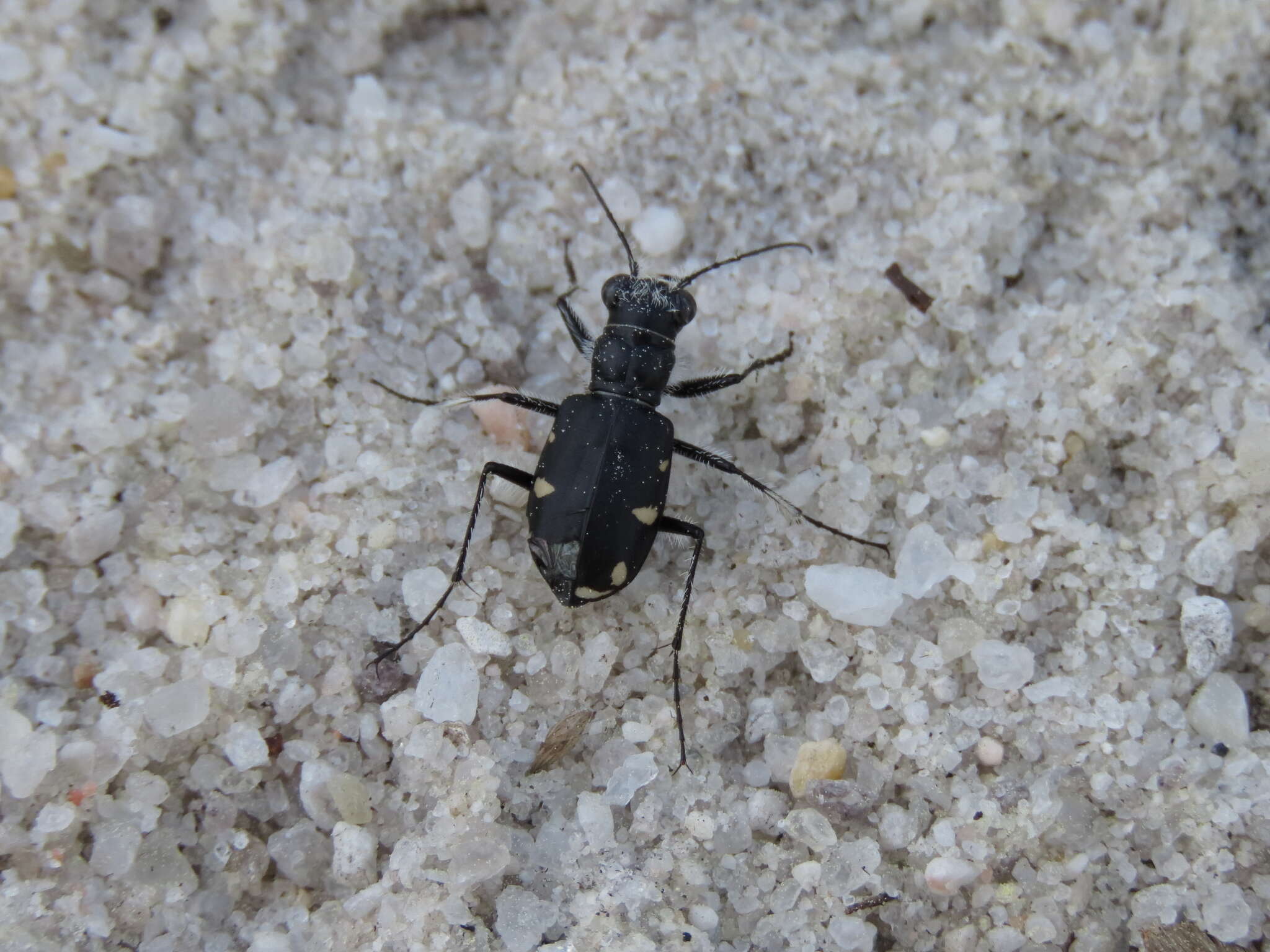 Image of Cicindela (Cicindela) scutellaris rugifrons Dejean 1825