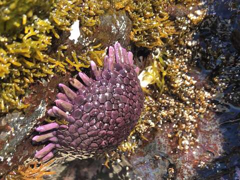 Sivun Colobocentrotus subgen. Podophora L. Agassiz 1840 kuva