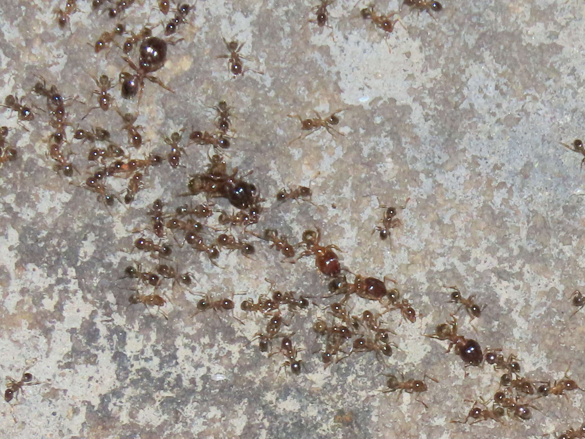 Image of Pheidole capensis Mayr 1862