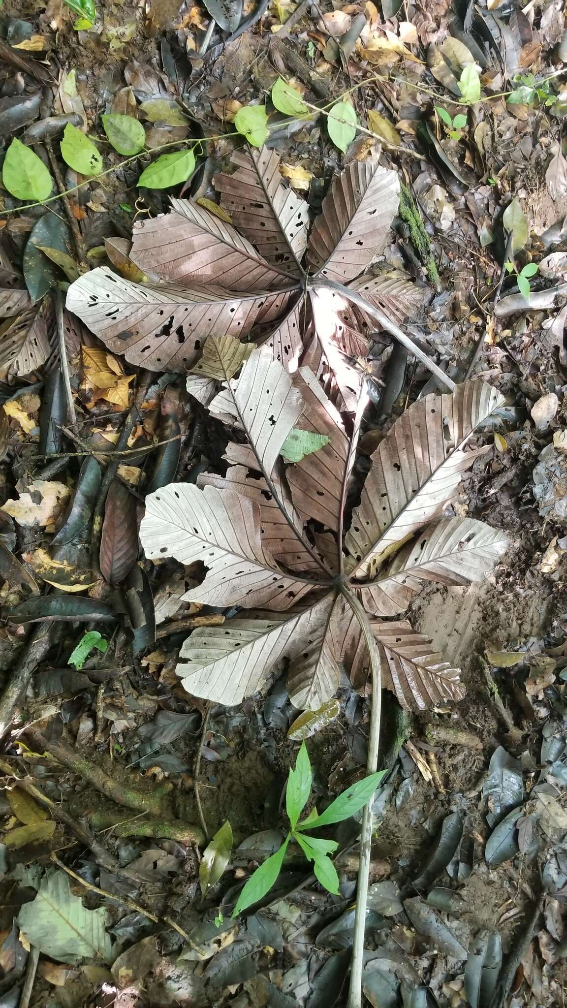 Cecropia insignis Liebm.的圖片