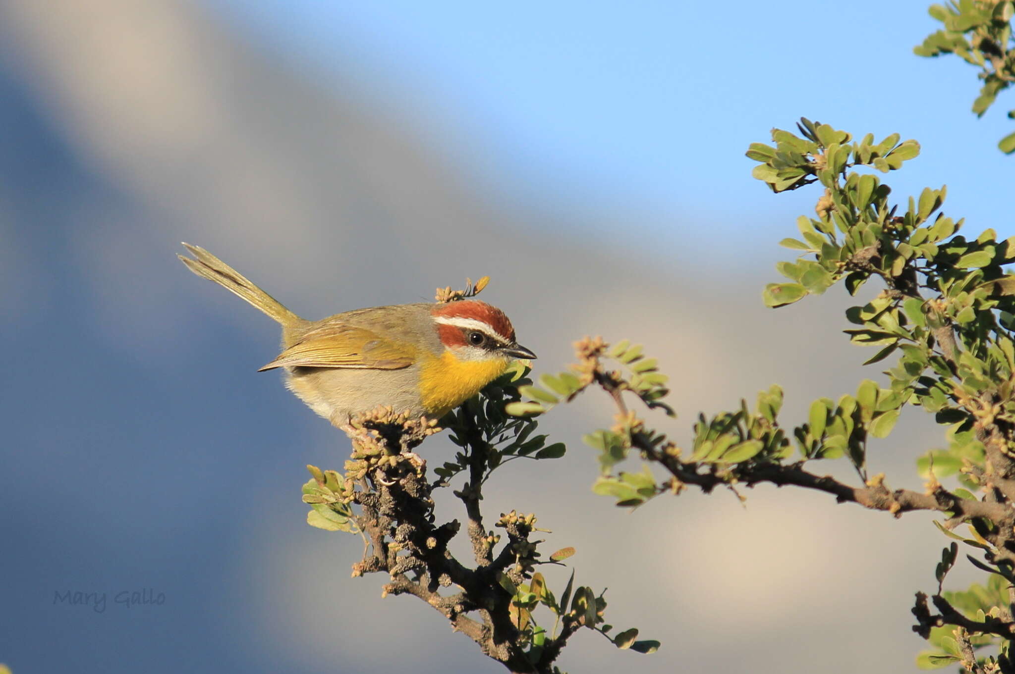 Image of Rufous-capped Warbler