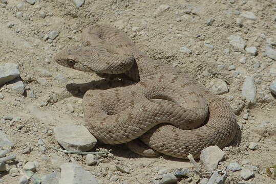 Image of Spotted Wipe Snake